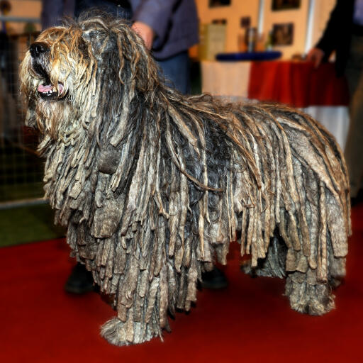 Een gezonde volwassen bergamasco's kenmerkende koordachtige vacht