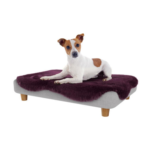 Hond rustend in het Omlet Topology hondenbed met zachte paarse schapenvacht topper en ronde houten poten