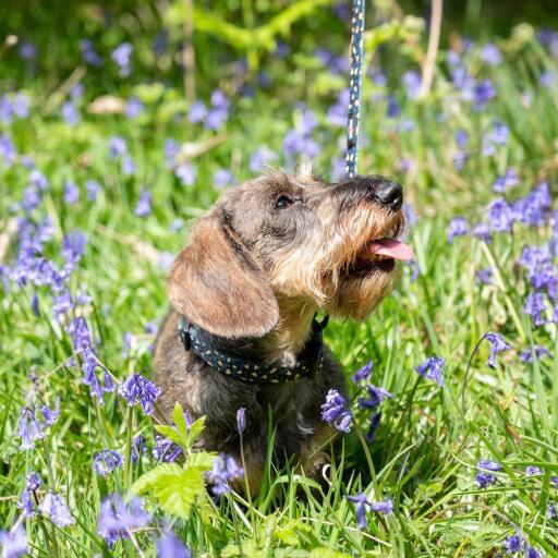 Hond in een bench met zijn luipaard design halsband en riem