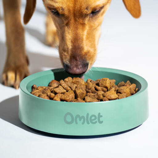 Retriever die voedsel eet uit een Omlet hondenbak in salie