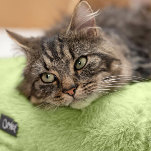 Kat rustend in een luxe superzachte kattenmand