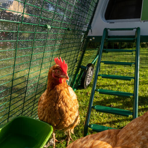 Eglu Go omhoog kippenhok met helder rendek