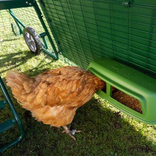 Kippen eten in de ren dekking voor Eglu Go up kippenhok