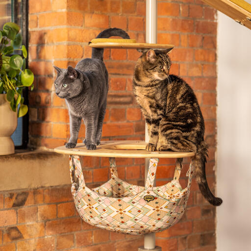 Twee katten die bovenop een overdekte Freestyle kattenboom hangmat staan