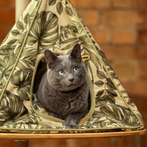 Kat kijkt naar buiten vanuit een overdekte Freestyle kattentipi