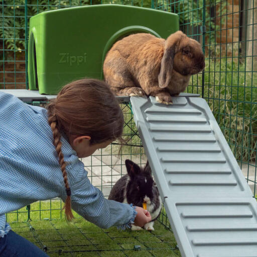 Twee konijnen spelen in de Omlet Zippi konijnenren