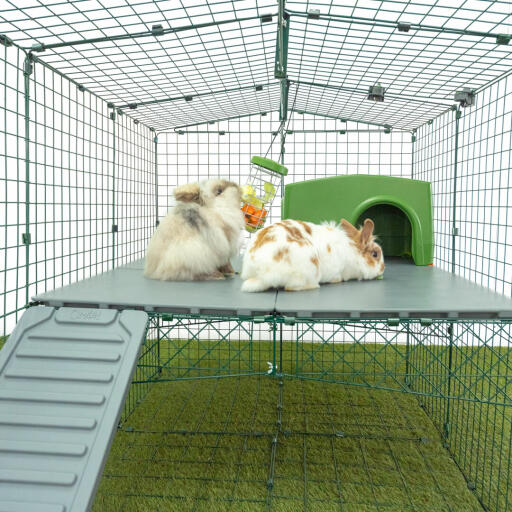 Twee konijnen knabbelen in de traktatie houder in de Omlet konijnen ren.