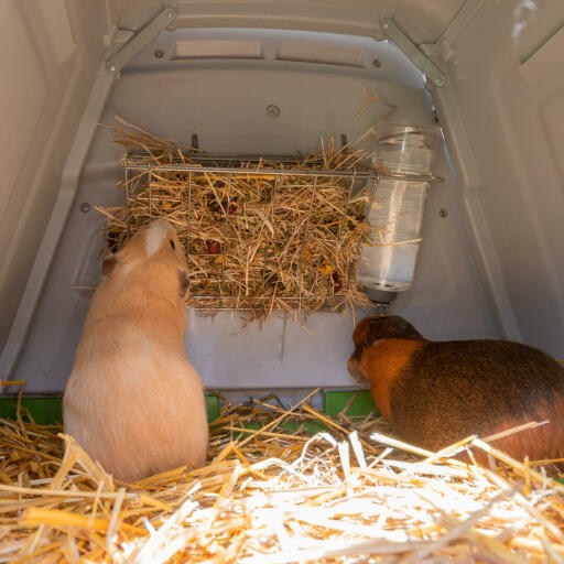 Cavia's eten hooi van de Eglu Go hooiruif.