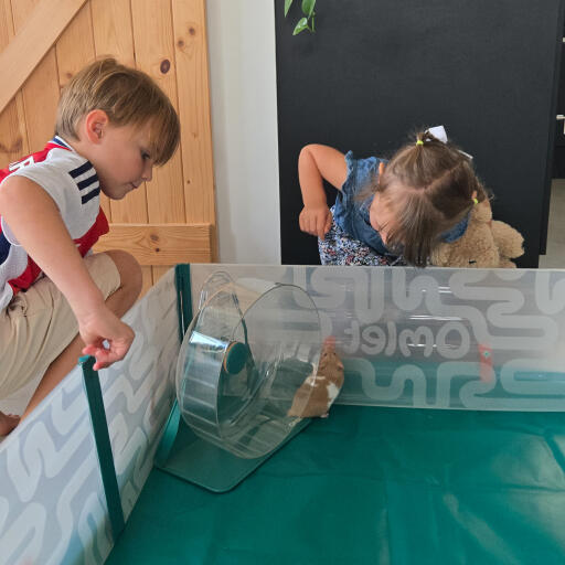Spelen in een hamsterbox
