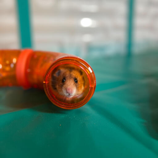 Omlet aanpasbare hamstertunnels zijn het perfecte speelGoed voor een box