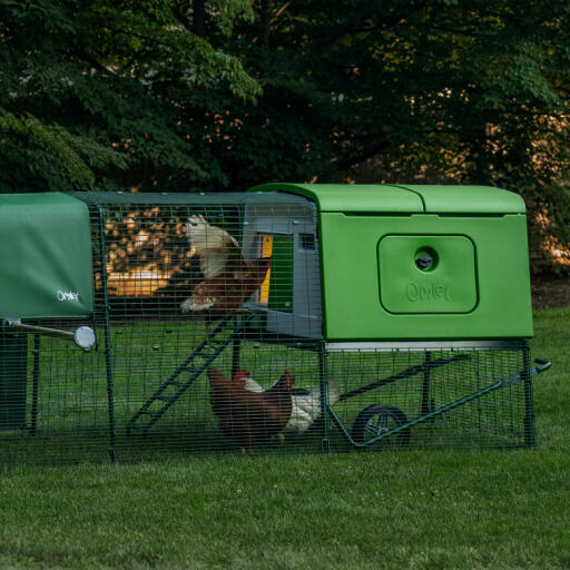 Kippen in een hokren in de tuin in de vroege ochtend