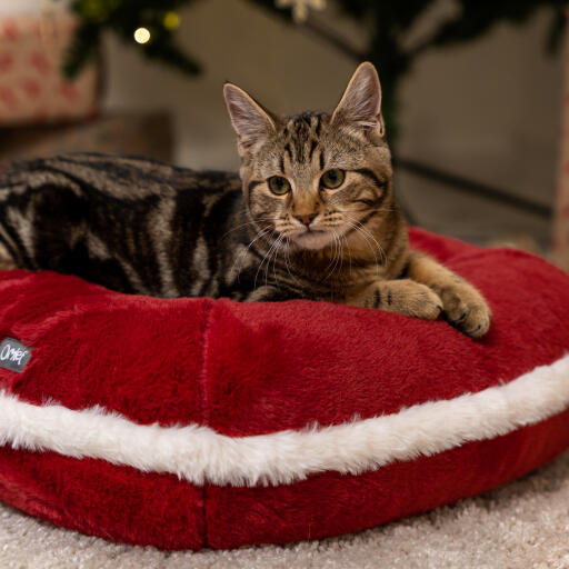 Kitten in het Omlet kerstkattenbed