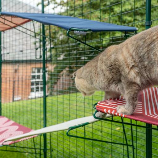 Kat klimt van rode buitenkat plank op witte buitenkat plank in Omlet catio