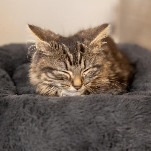 Uw kat verdient een goede nachtrust, en dat is wat de super zachte kattenmand met imitatiebont biedt… en meer!