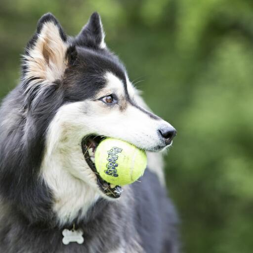 Hond die met een kong tennisbal speelt