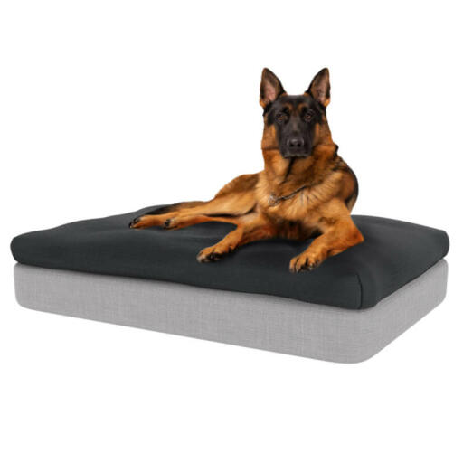 Hond zittend op groot Topology traagschuim hondenbed met houtskool grijze zitzak topper