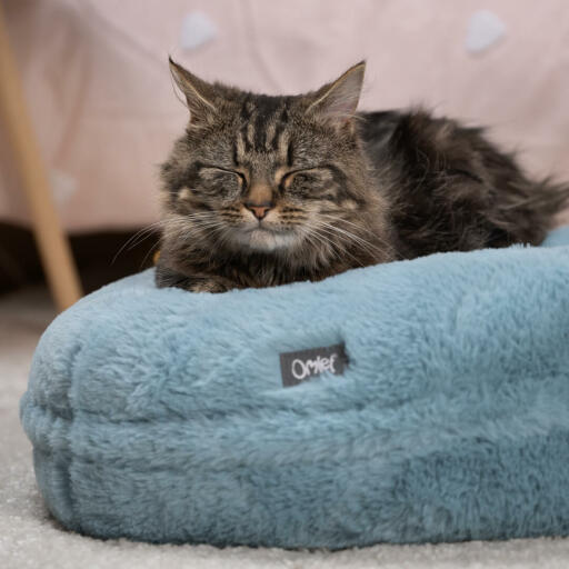 Kat slapend op zijn zachtblauwe kattenmand