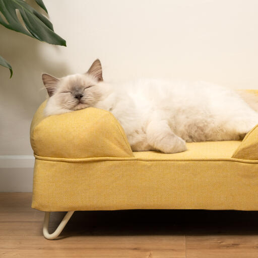 Schattige pluizige witte kat slapen op mellow gele kat bolster bed met witte haarspeld voeten