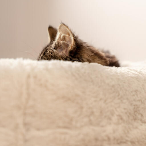 Katten en kittens brengen tot wel 80% van hun dag slapen door, dus geef ze een fijne plek om te relaxen, zoals de Maya Donut kattenmand