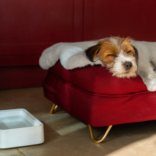 Hond slaapt op zijn bolster hondenbed