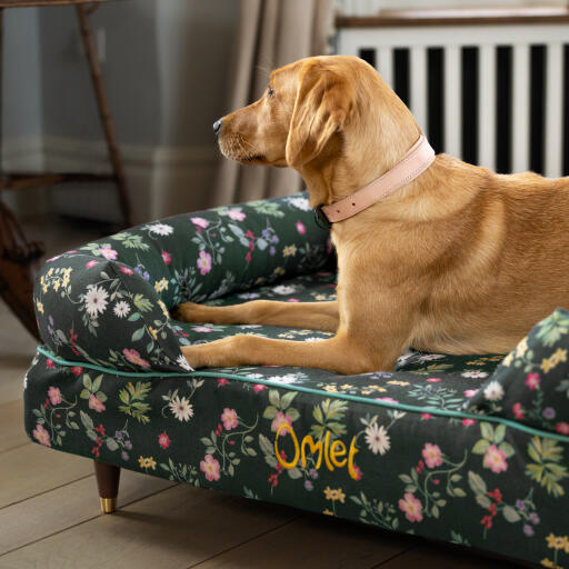 Een retriever rustend in het midnight meadow bolster hondenbed