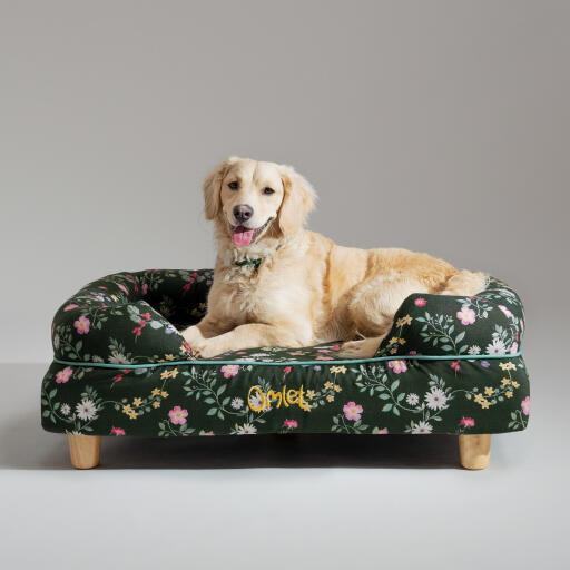 Een miniatuur Golden retriever rustend in het midnight meadow bolster hondenbed