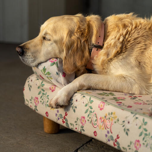 Een Golden retriever slapend in het ochtend weide bolster bed