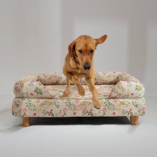 Een retriever die van het ochtend weide bolster hondenbed springt