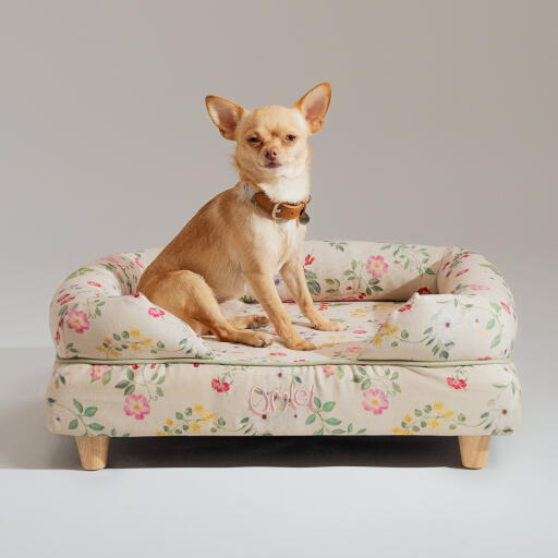 Een chihuahua zat bovenop het traagschuim bolster bed ochtendweide