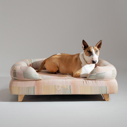 Een bull terrior rustend in de pawsteps natural bolster dog bed