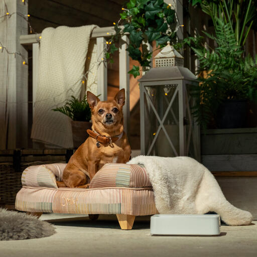 Een chihuahua ontspannen in de pawsteps natuurlijke bolster hondenbed