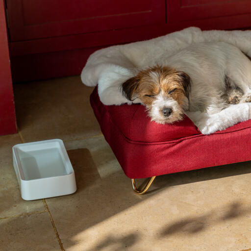 Hond slaapt op zijn bolster hondenbed