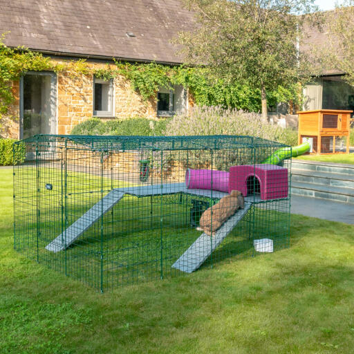 Ingesloten konijn met een paars konijnenhuis.
