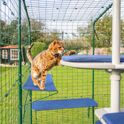 Kat staat op blauwe buitenkat plank in catio buiten ren met drainage gaten zichtbaar