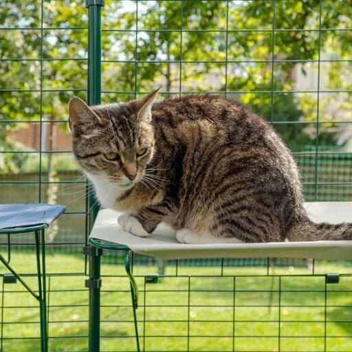 Kat zittend op witte waterdichte kattenplank in buiten catio