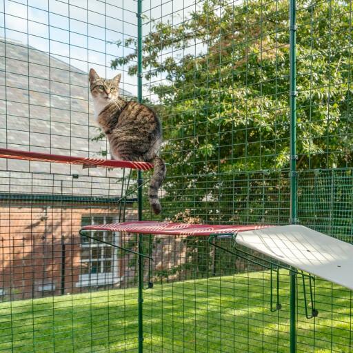 Kat zittend op rode waterdichte kattenplank in buiten catio