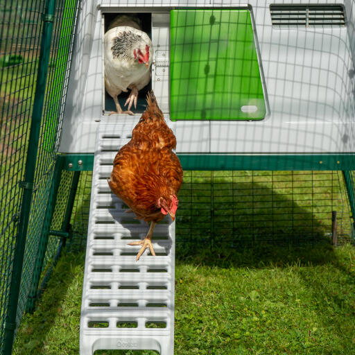 Kippen die de nieuwe kippenhokladder gebruiken voor de Omlet Eglu Cube