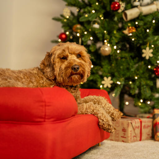 Hond ontspannen in het rode bolster hondenbed