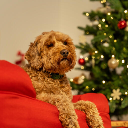 Hond ontspannen in het rode bolster hondenbed