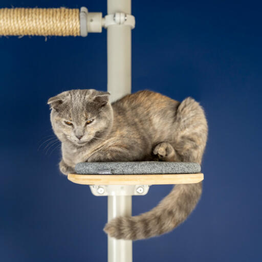 Een schotse vouwkat zittend op een kattenboom met een blauwe achtergrond.