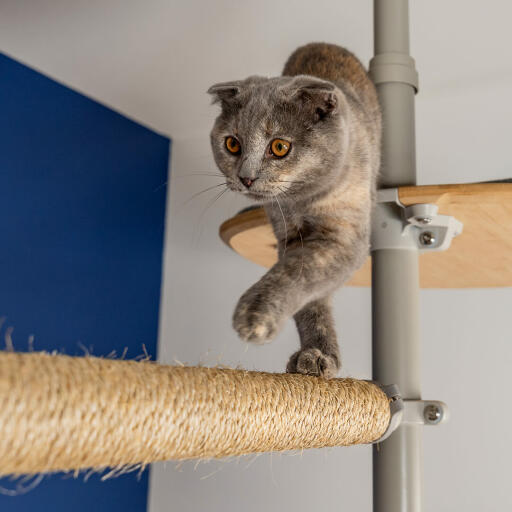 Een kat die langs een horizontale paal van een kattenboom loopt