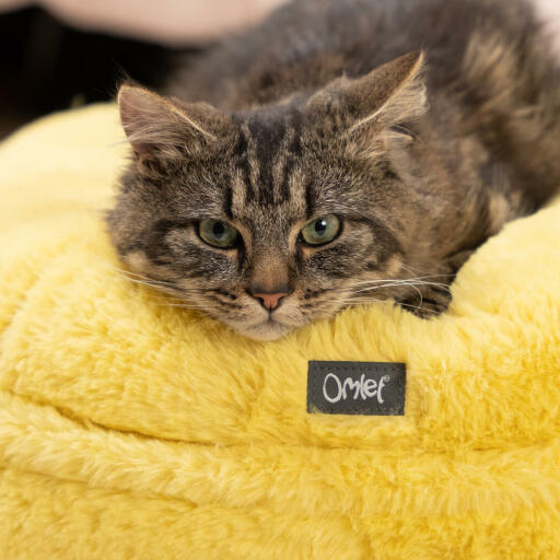 Kat rust op zijn zachtgele donut kattenmand