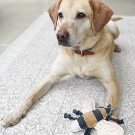 Hond met hondenspeeltje bij
