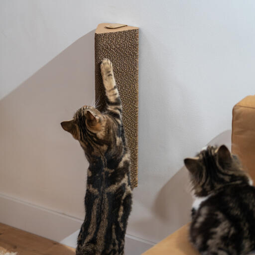 Kat speelt met de muurkrabpaal