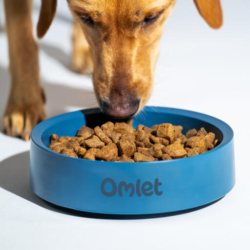 Retriever eet uit een Omlet hondenbak in kleurenstorm