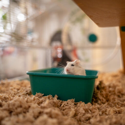 Een kleine gerbil in het hamsterzandbad