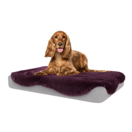 Damson paars schapenvacht voor Topology hondenbed