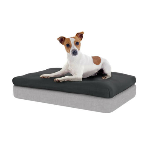 De traagschuimmatras en de antracietgrijze zitzak zullen uw hond een onovertroffen steun geven.