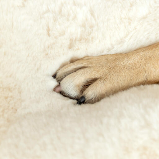 Close up van hondenpoot op Omlet Topology schapenvacht topper