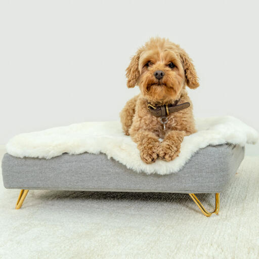 Deze luxe goudkleurige pootjes, verkrijgbaar in een modern hairpin- en slede design, geven de mand van uw hond een glamoureuze uitstraling.